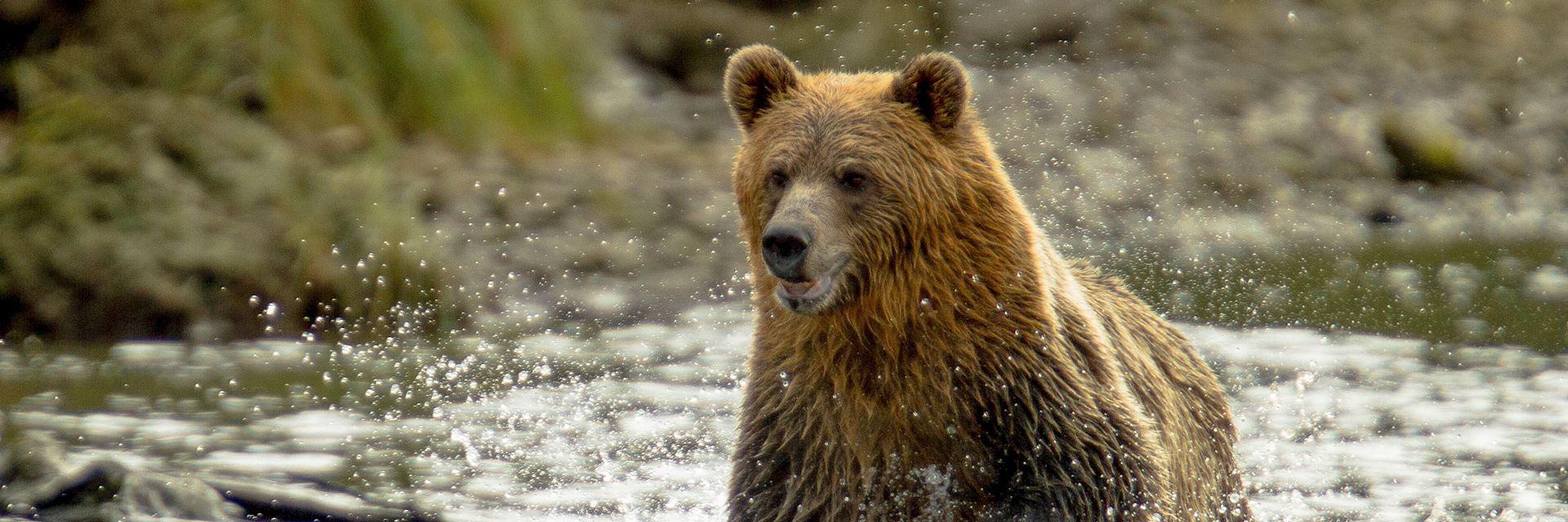 Grizzly bear at Knight Inlet, British Columbia