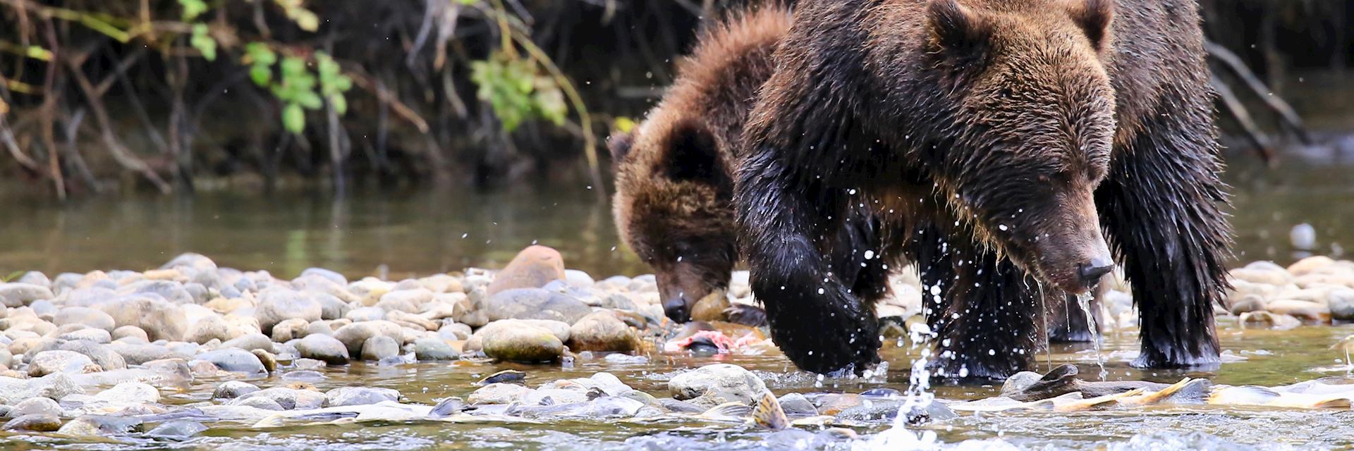 Grizzly bears in Tweedsmuir Provincial Park