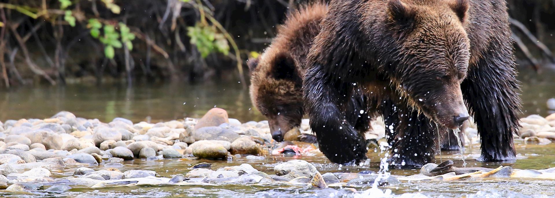 Grizzly bears in Tweedsmuir Provincial Park