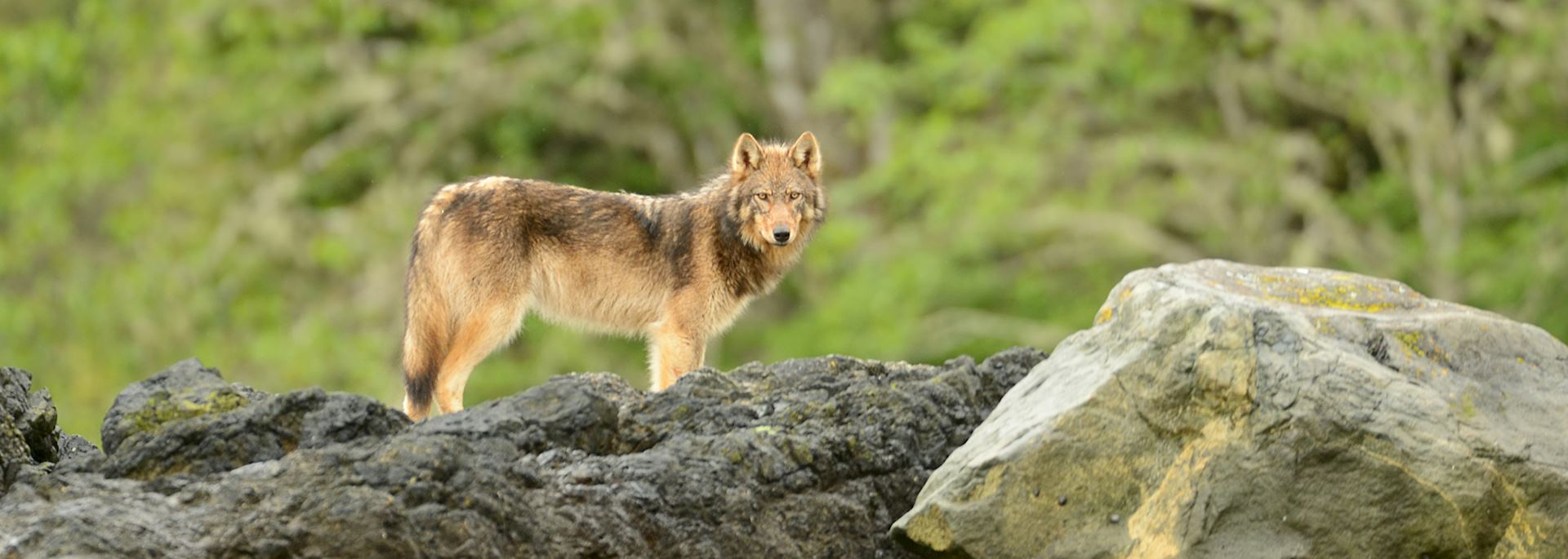 Wolf on Vargas Island, west coast of Vancouver Island