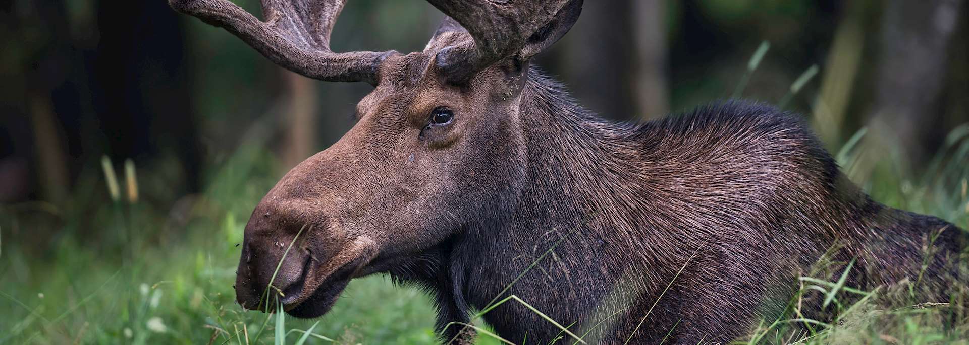 Moose in Québec