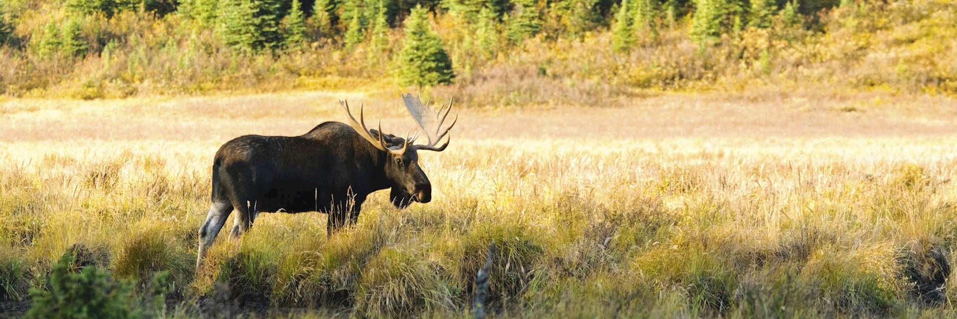 Moose, Kananaskis Country, Alberta