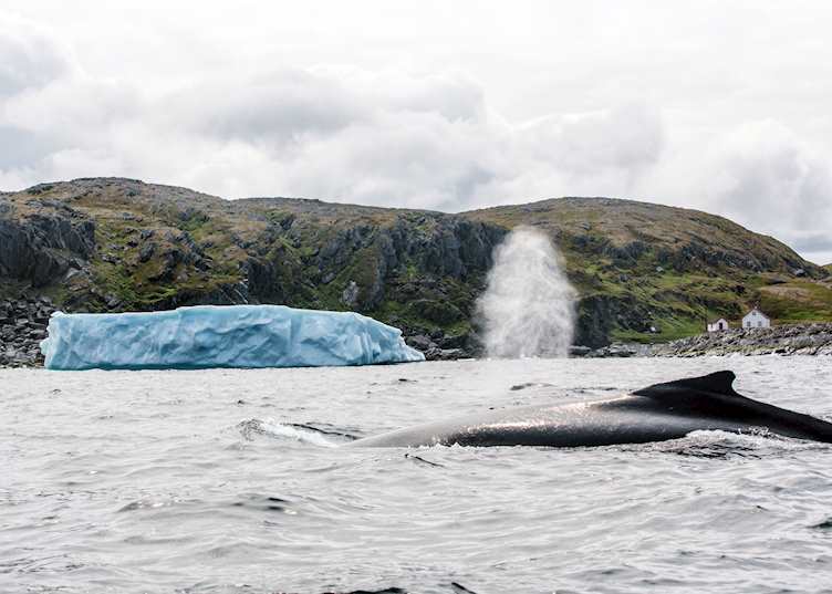 Fin whale