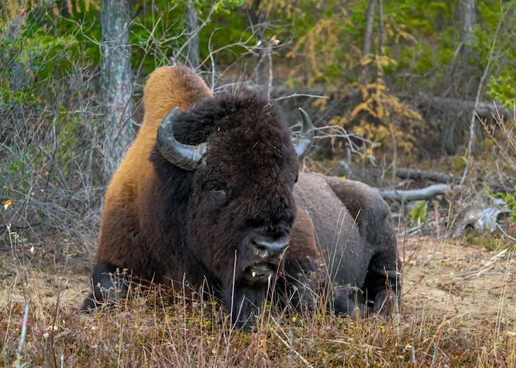 Canadian wood bison