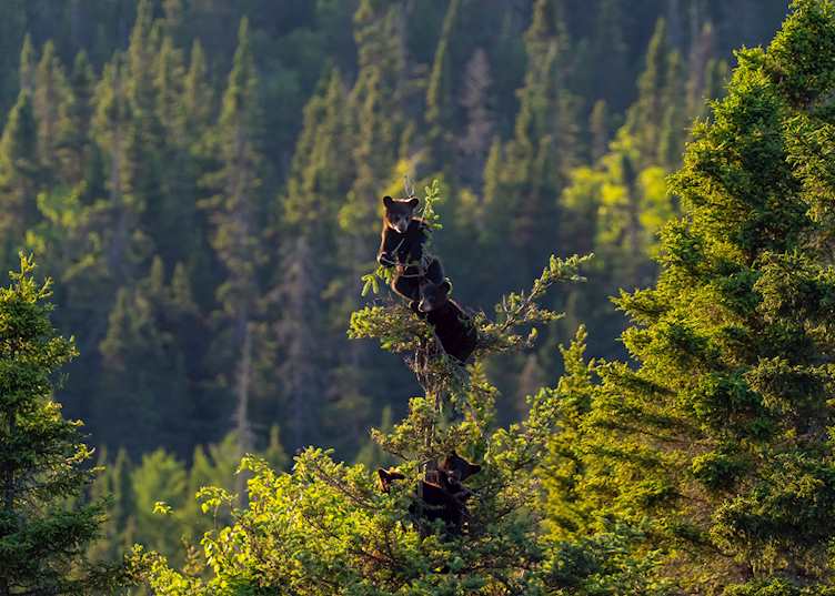 Brown bear
