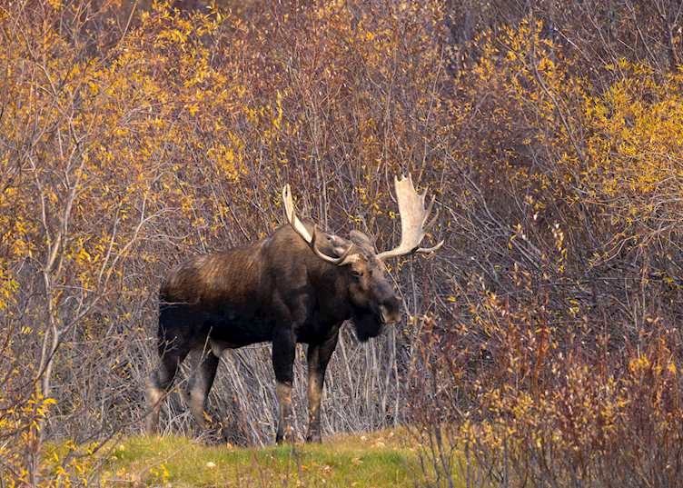 Moose