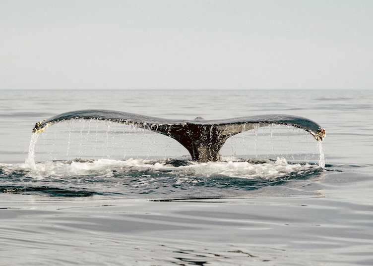 Whale