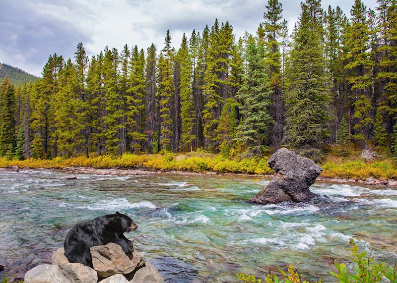 Black bear, Jasper National Park