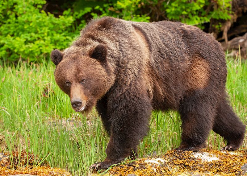 Grizzly bear, Great Bear Rainforest, British Columbia