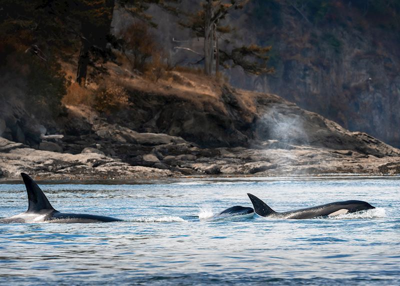 Orcas, Salish Sea, British Columbia
