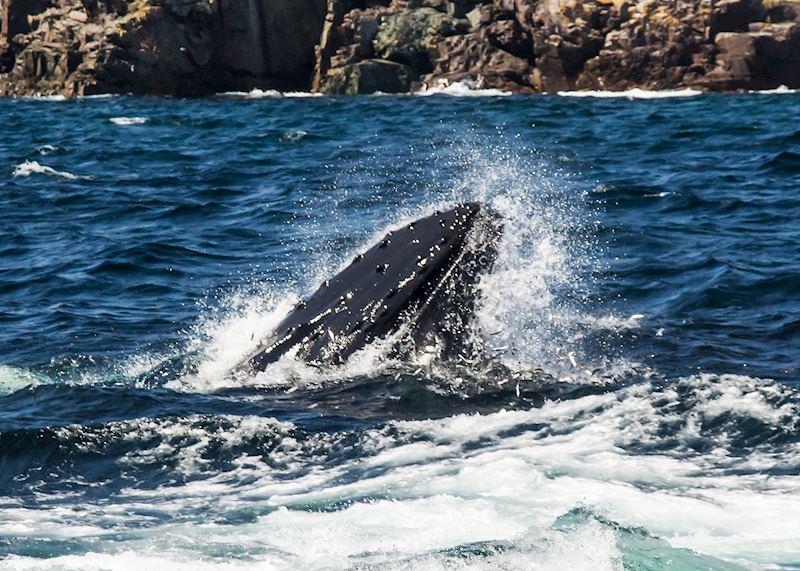 Humpback whale, Trinity Bay, Newfoundland