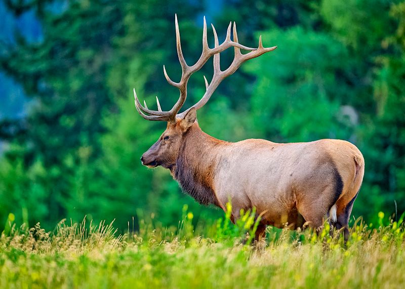 Elk, Jasper National Park, Alberta