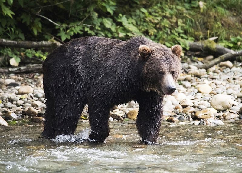Grizzly bear, Bute Inlet, British Columbia