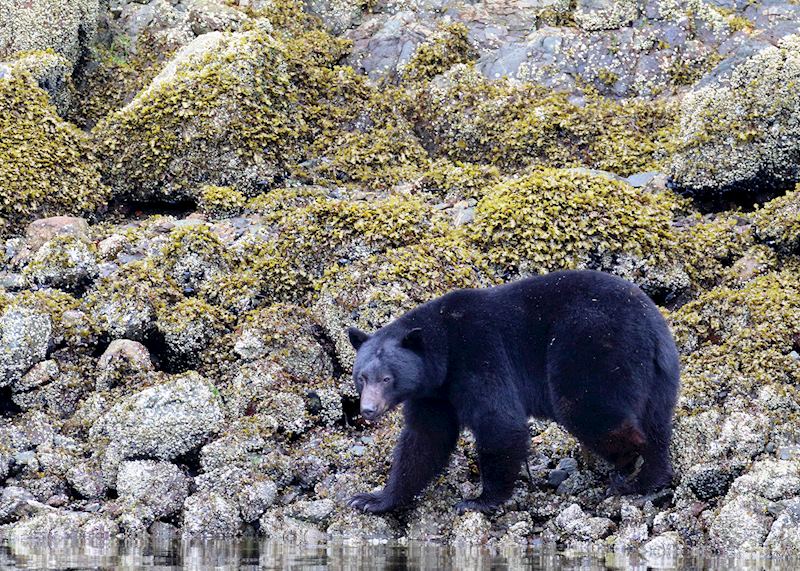 Black bear, Clayoquot Sound, British Columbia