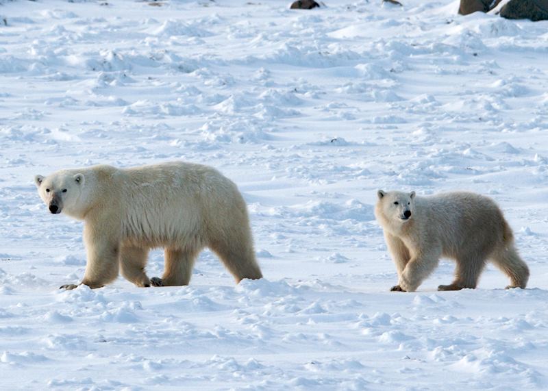 Polar bears, Churchill, Manitoba