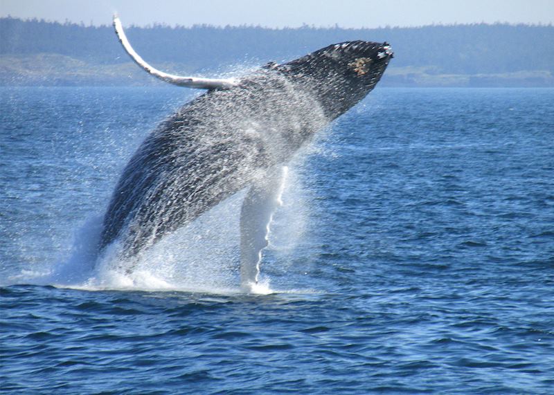 Humpback whale, Bay of Fundy