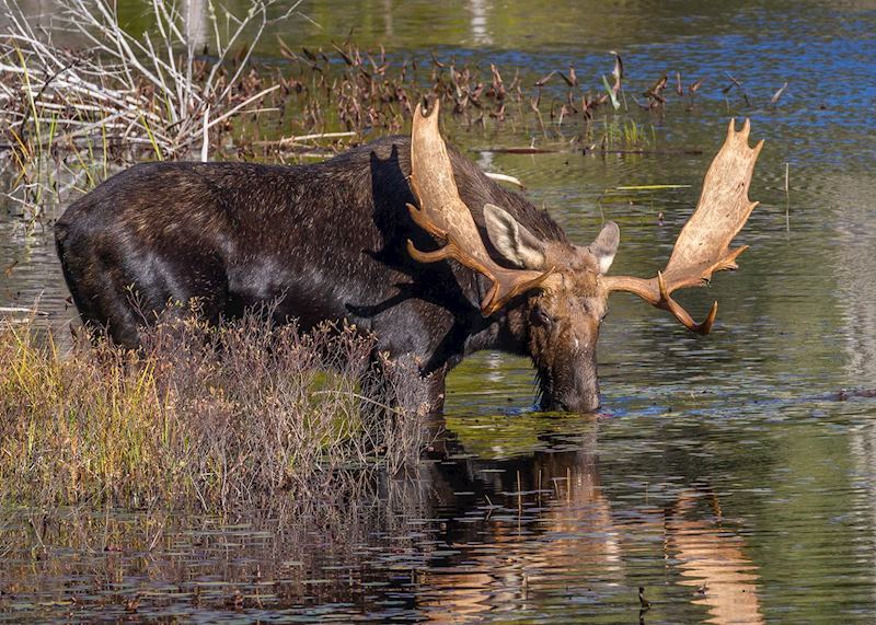 Moose, Algonquin Provincial Park