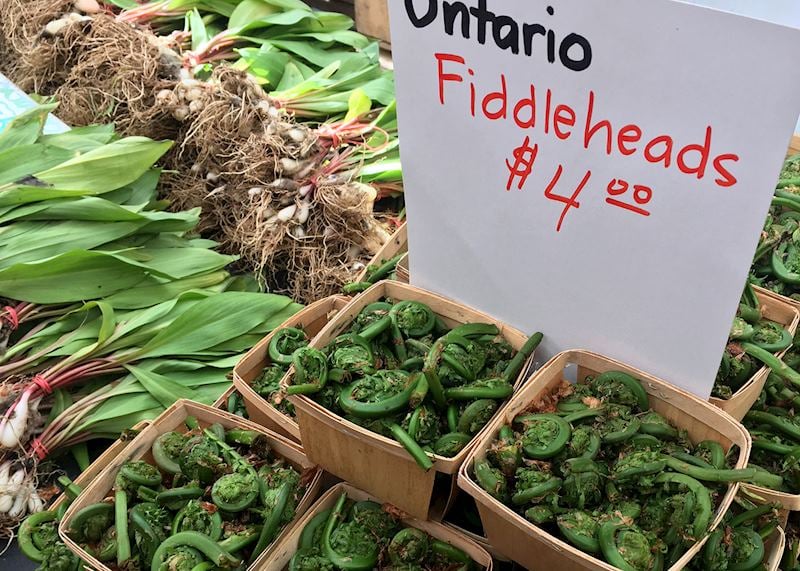 Fiddleheads, St Lawrence Market, Toronto