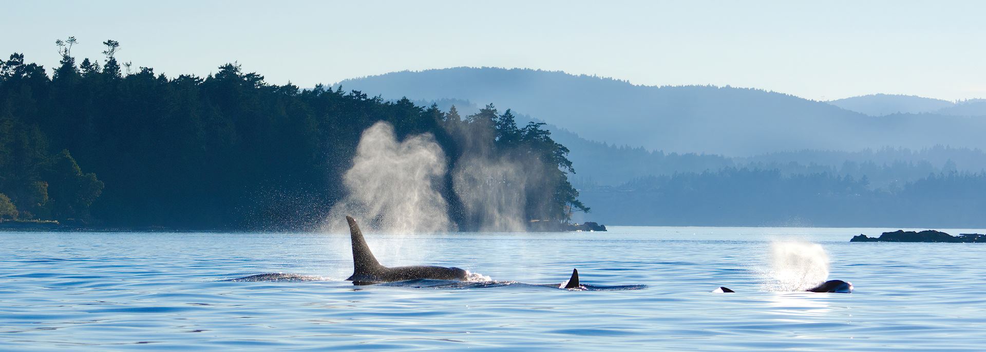 Orca off Vancouver Island