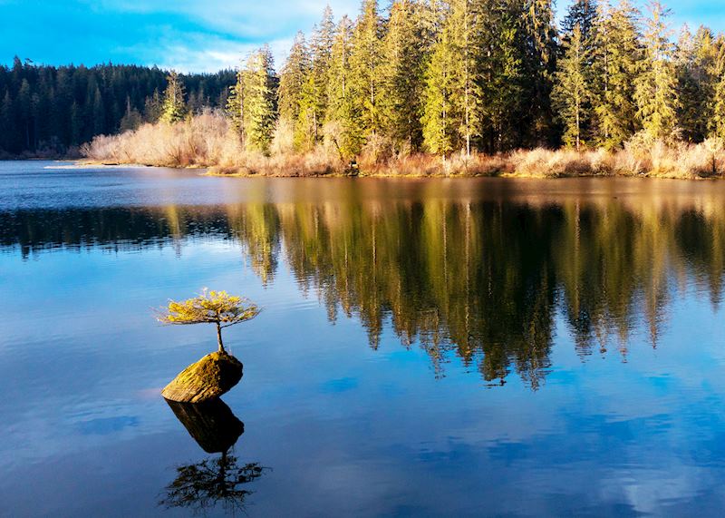 Fairy Lake fir, Port Renfrew