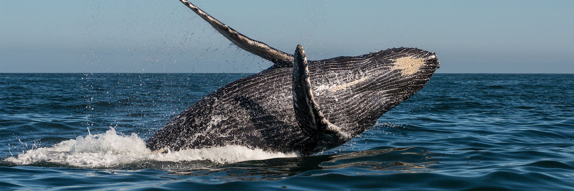 Humpback whale, Vancouver Island