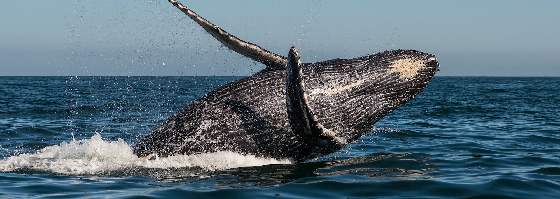 Humpback whale, Vancouver Island