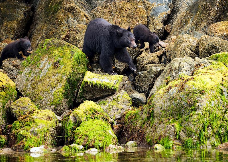Black bear with her cubs, Tofino