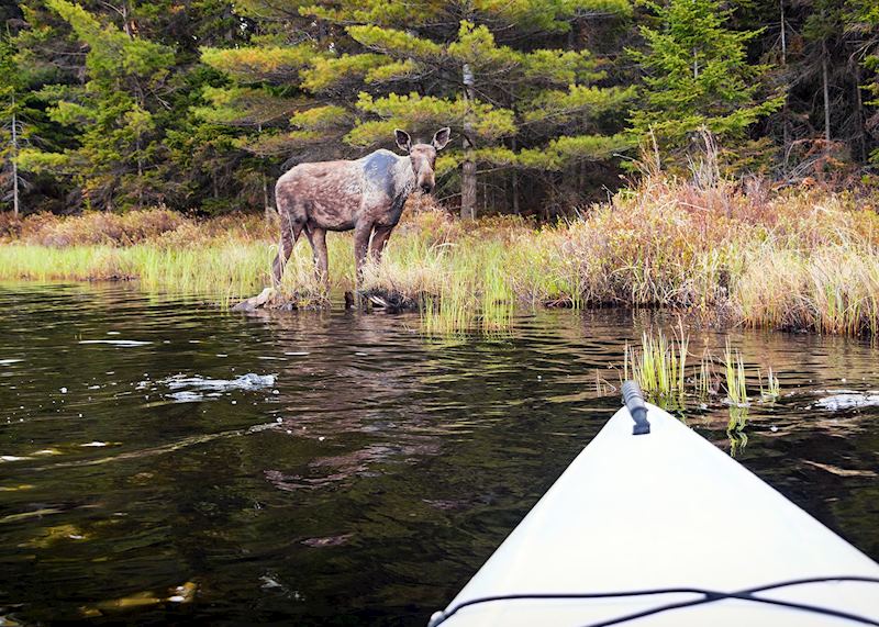 Young moose, Algonquin Provincial Park