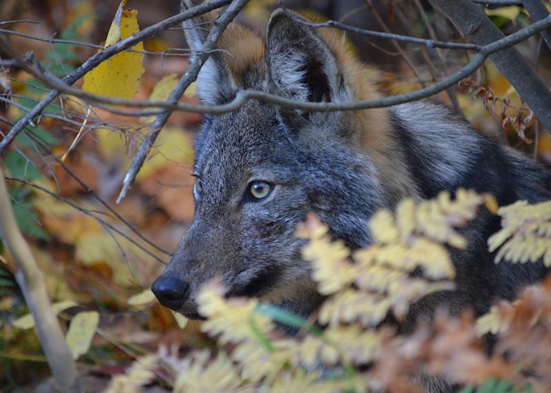 Wolf in Algonquin Provincial Park