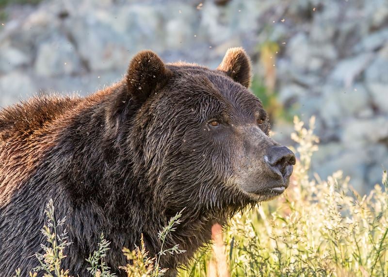 Grizzly bear, British Columbia