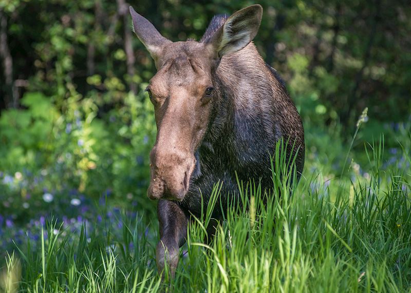 Moose, Kootenay National Park