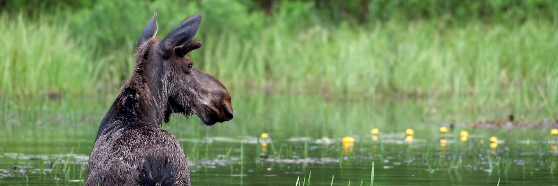 Visit Algonquin Provincial Park Canada Audley Travel