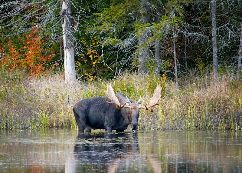 Moose in Algonquin Provincial Park