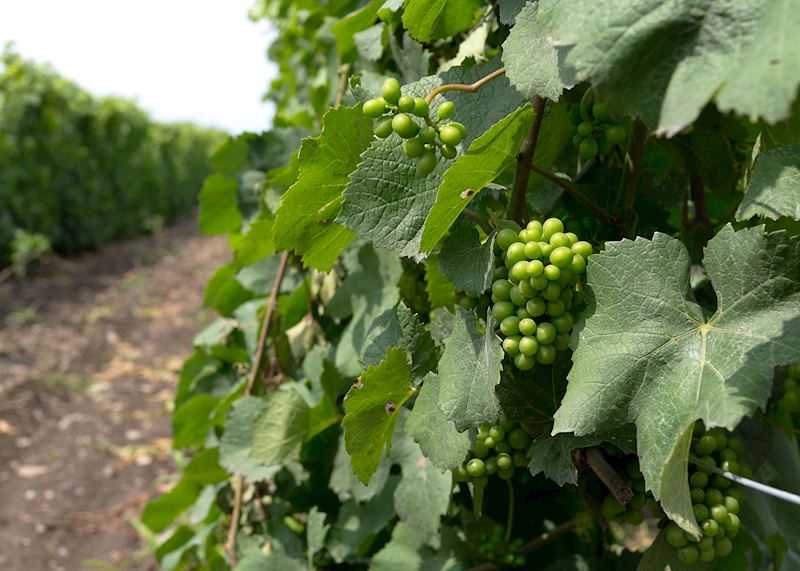 Vineyard, Prince Edward County