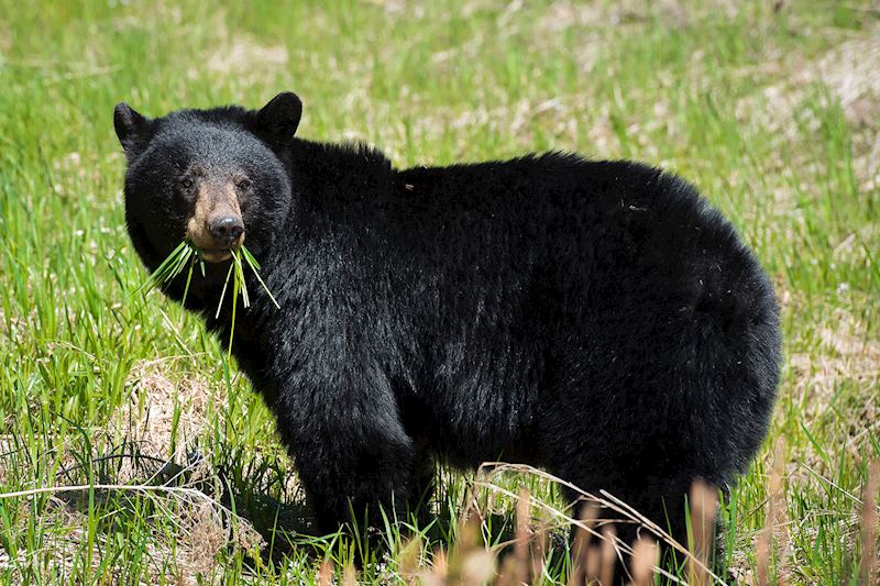 Black bear, Killarney Provincial Park