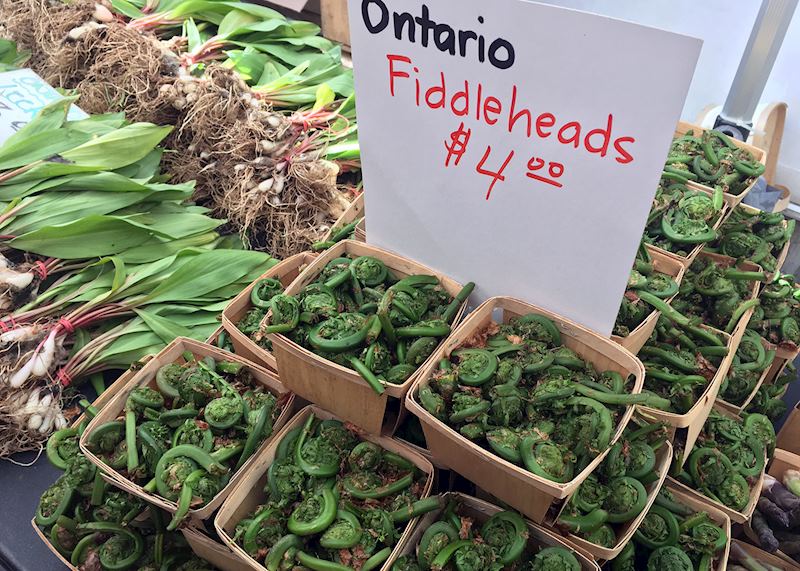 Fiddleheads, St Lawrence Market