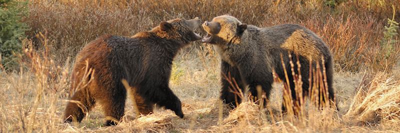 Grizzly bears, Jasper National Park