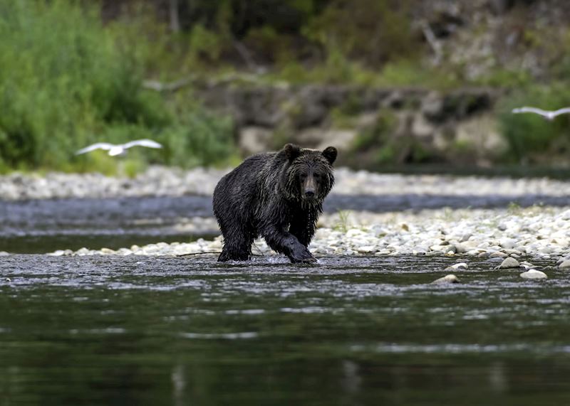 Brown bear on the Campbell River, Vancouver Island