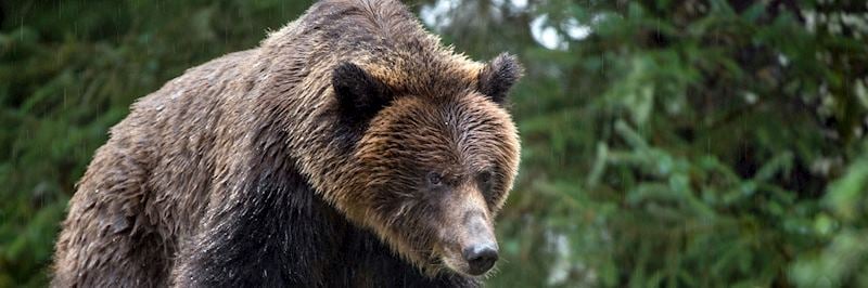 Grizzly bear