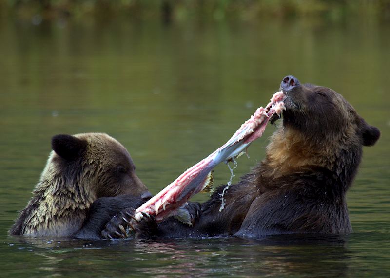 Bear watching at Spirit Bear Lodge
