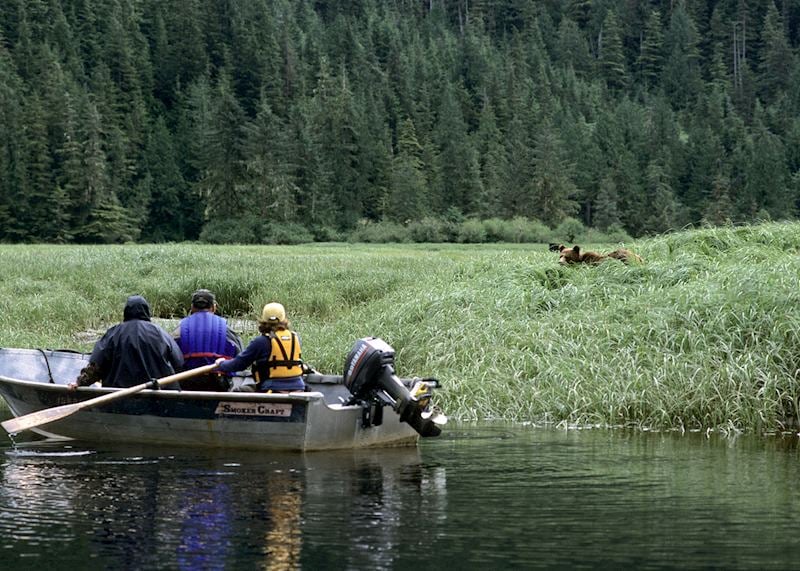 Bear viewing at Great Bear Lodge
