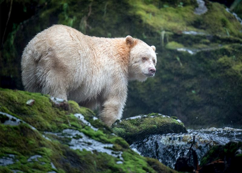 Kermode ‘spirit’ bear