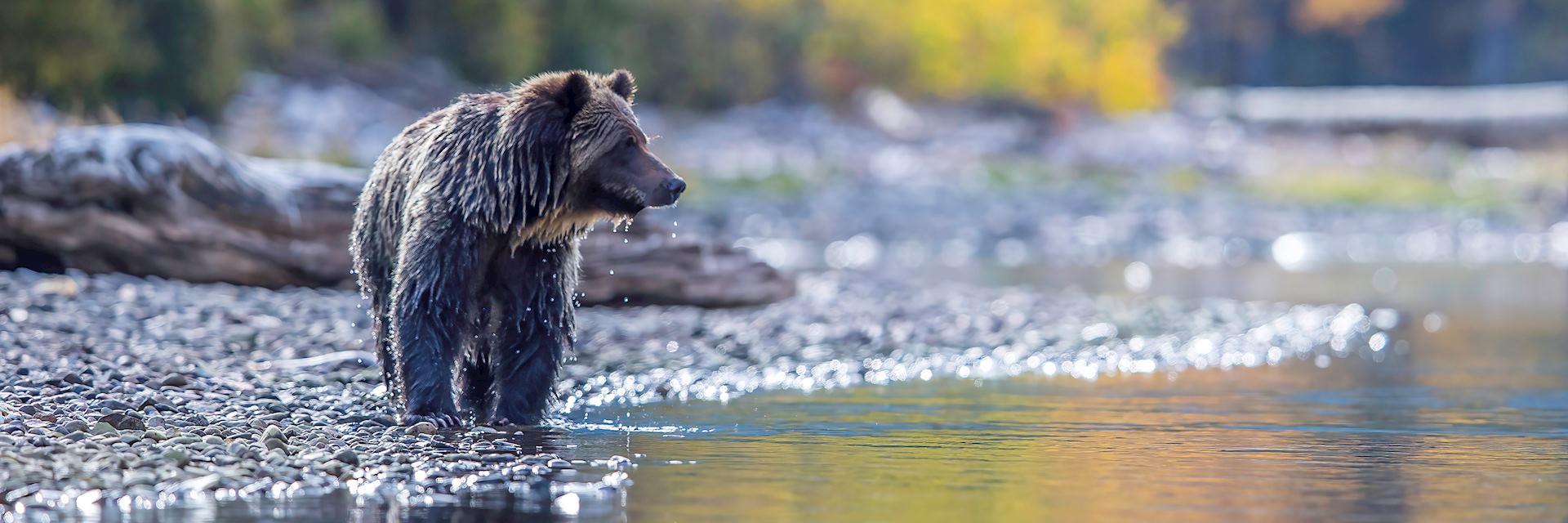 Grizzly bear, British Columbia