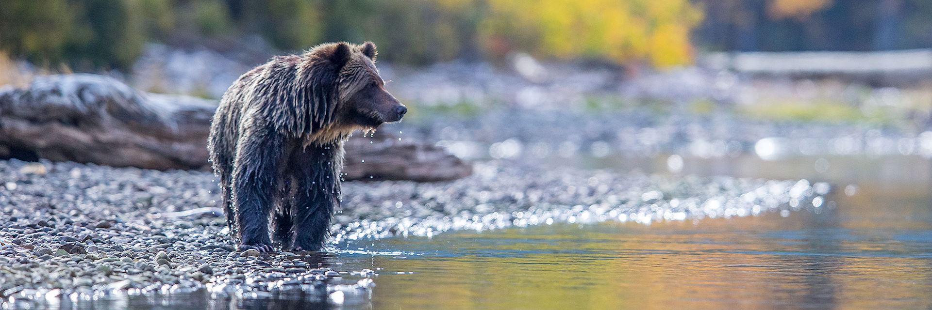 Grizzly bear, Canada