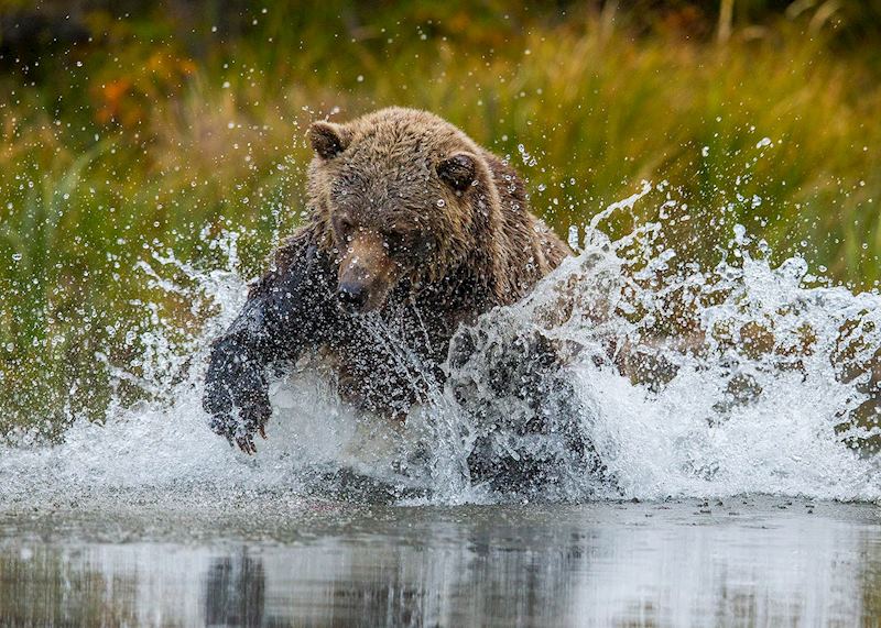 Grizzly bear fishing for salmon