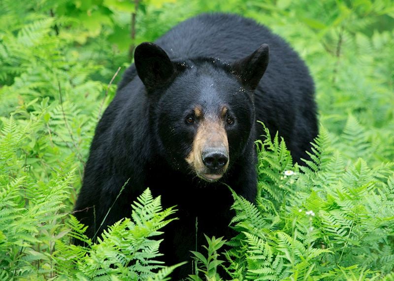 Black bear