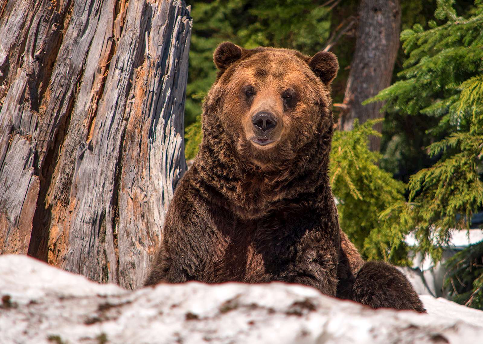 grizzly bear watching tours canada