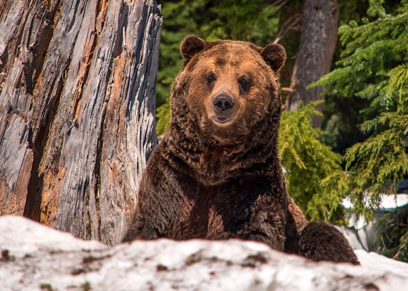 Grizzly bear