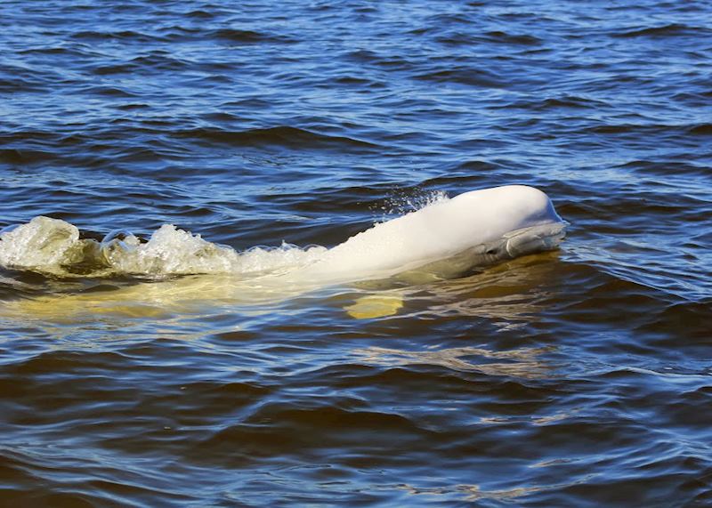 Beluga whale