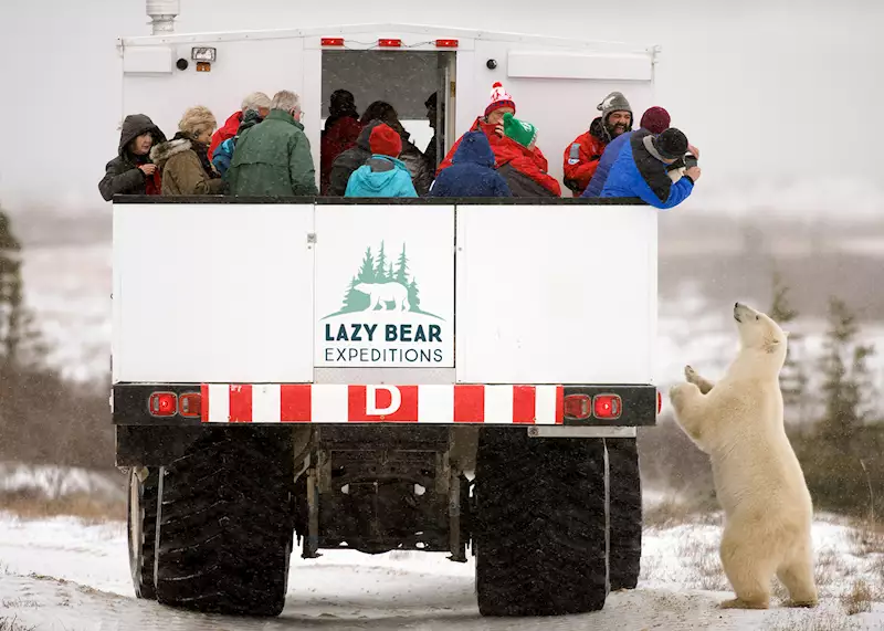 Polar bear watching in Canada